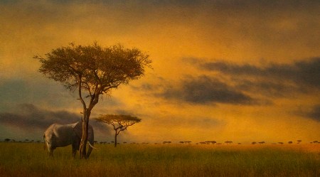 elephant-my world.jpg