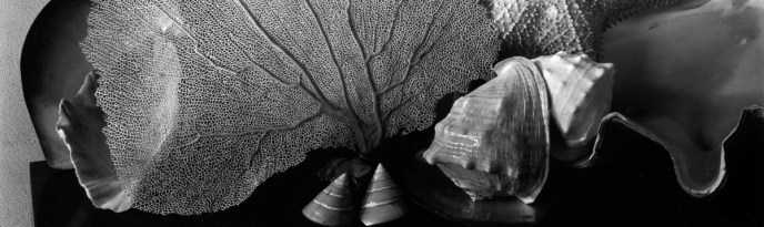 Imogen took moments out of her day to pursue still lifes from early in her career to the 1970s. Often the photographs are of her own surroundings - her coffee pot, simple kitchen scenes or 'tableaux' she came across in her travels.