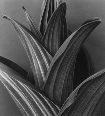 Imogen Cunningham's photographs