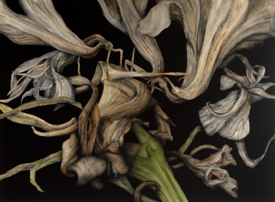  Decaying Amaryllis, 2012. Oil on paper. 75cm x 102cm. 