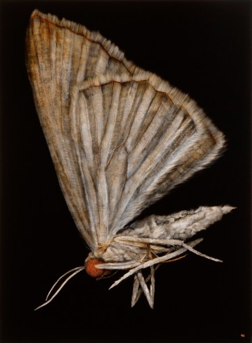  Moth No.3, 2013. Oil on paper. 89cm x 71cm. 