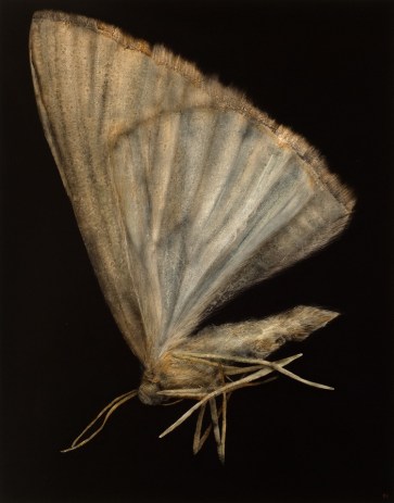  Moth No.2, 2013. Oil on paper. 89m x 70cm. 