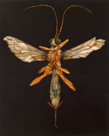  Angel I, 2012. Oil on paper. 104cm x 85cm. 