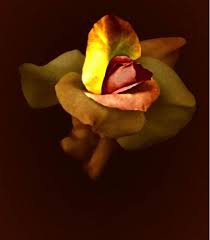 maia panos download3