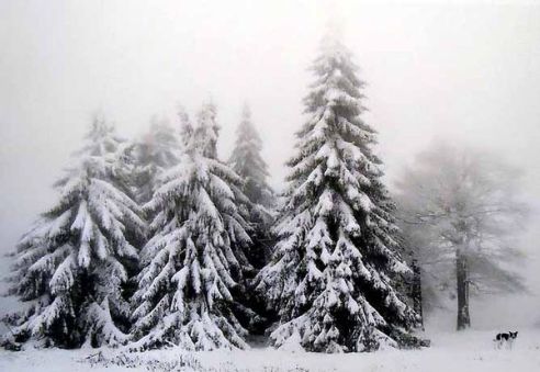 Pentti-sammallahti-petroham-bulgaria-2003