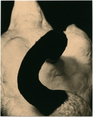 albarran-cabrera-15-getscaledpicture