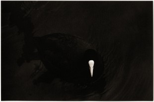 albarran-cabrera-16-getscaledpicture