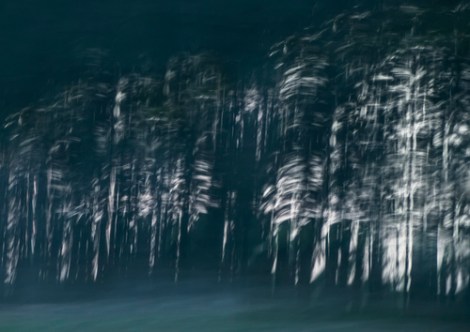 The running forest, 2013