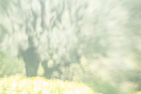 Renoir's Garden #5, 2013