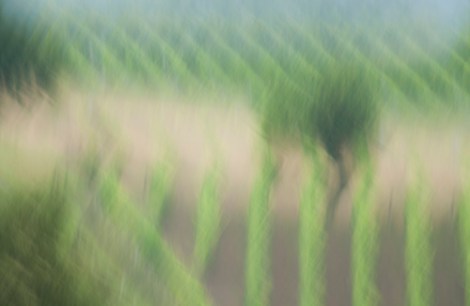 Apple tree in the wineyard, 2012