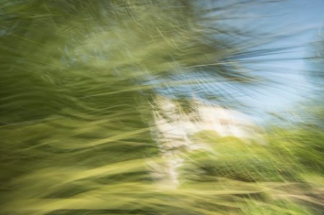 Renoir's Garden #2, 2013