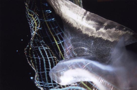 Image result for Johanna Bramble