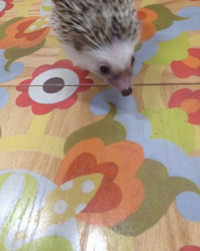 Whimsy and Pickles.JPG