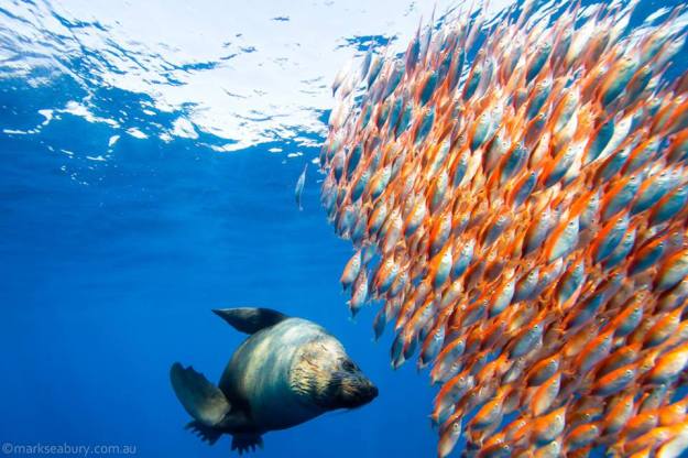 mark-seabury-3-1385871_434476109991029_1218646214_n