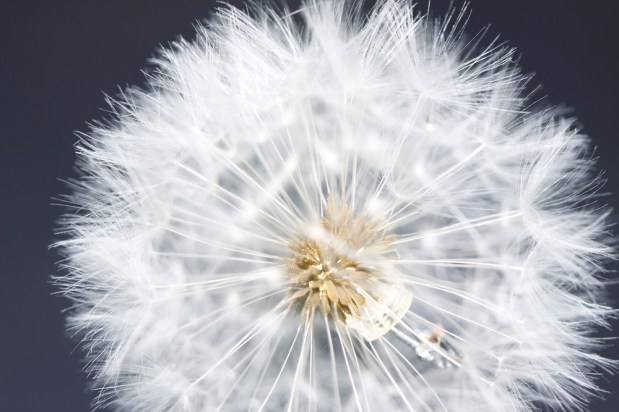 Image result for studio drift fragile