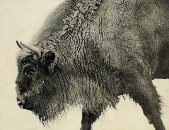 European Bison I / Bison bonasus / 2010 / 93 x 122 cm / Pencil on panel