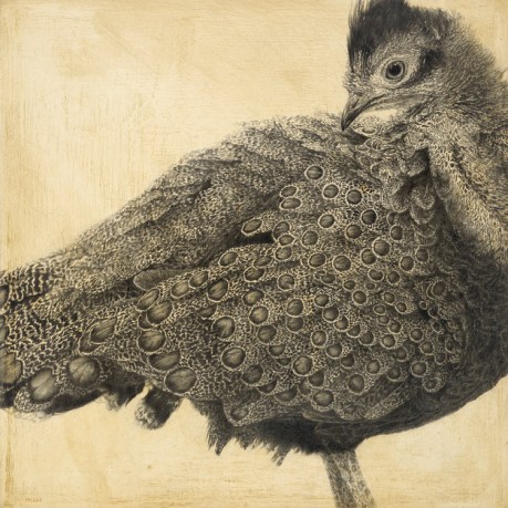 Malaysian Peacock-pheasant I / Polyplectron malacense / 30 x 30 cm / Pencil on panel