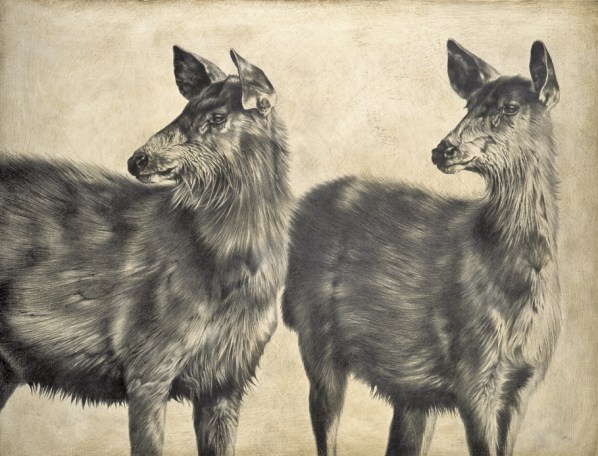 Sambar II / Rusa unicolor / 2007 / 61 x 80 cm / Pencil on panel
