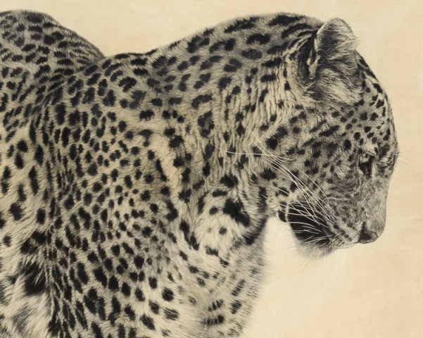  Sri Lankan Leopard I (Detail) 