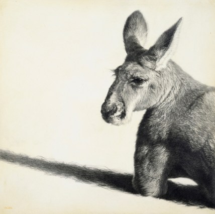 Red Kangaroo II / Macropus rufus / 30 x 30 cm / Pencil on panel