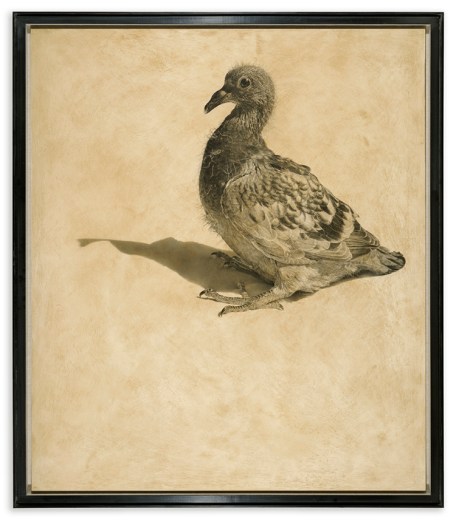 Squeaker / Columba livia domestica / 122 x 104 cm / Pencil on panel