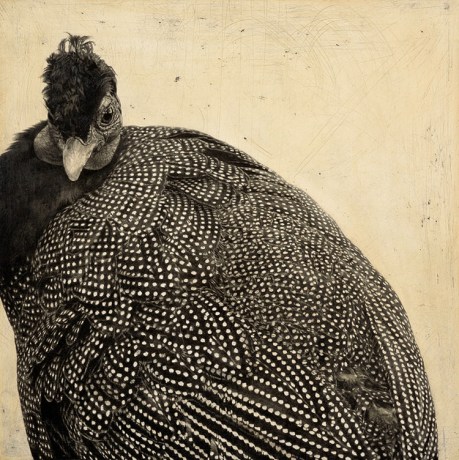 Crested Guineafowl I / Guttera pucherani / 30 x 30 cm / Pencil on panel