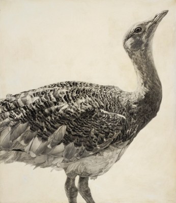 Great Bustard I / Otis tarda / 2010 / 70 x 60.5 cm / Pencil on panel