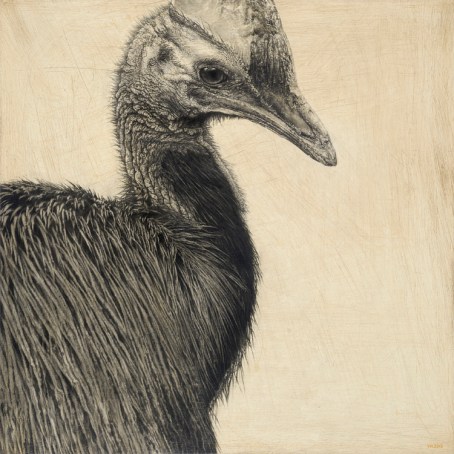 Southern Cassowary I / Casuarius casuarius / 30 x 30 cm / Pencil on panel