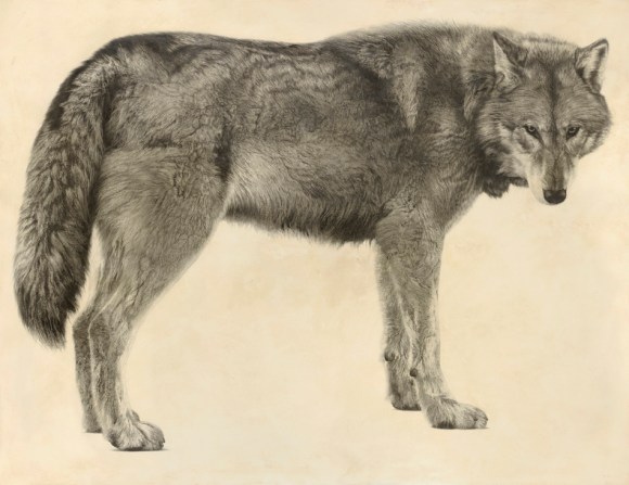 Grey Wolf II / Canis lupus / 2012 / 120 x 156 cm / Pencil on panel
