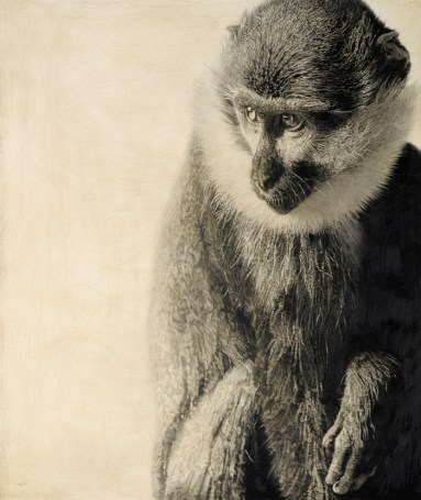 L'Hoest's Guenon I / Cercopithecus lhoesti / 2011 / 60 x 51 cm / Pencil on panel