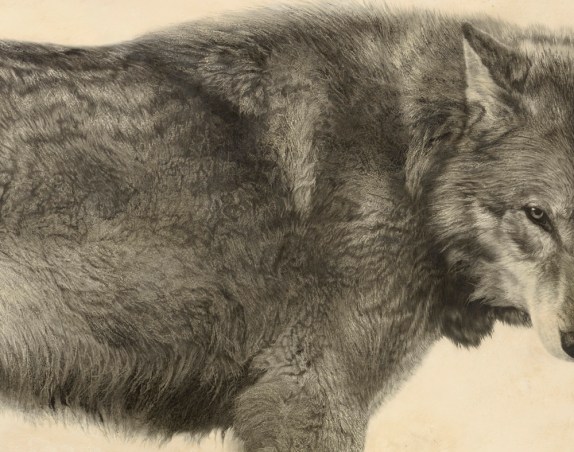  Grey Wolf II (Detail) 